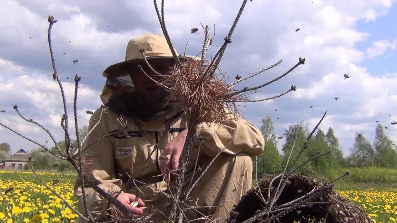 Ловля пчел. Ловушки для роёв на пасеке. Ловля роёв пчёл ЛОВУШКАМИ. Поймал Рой пчел в ЛОВУШКУ. Роевня для поимки роя.