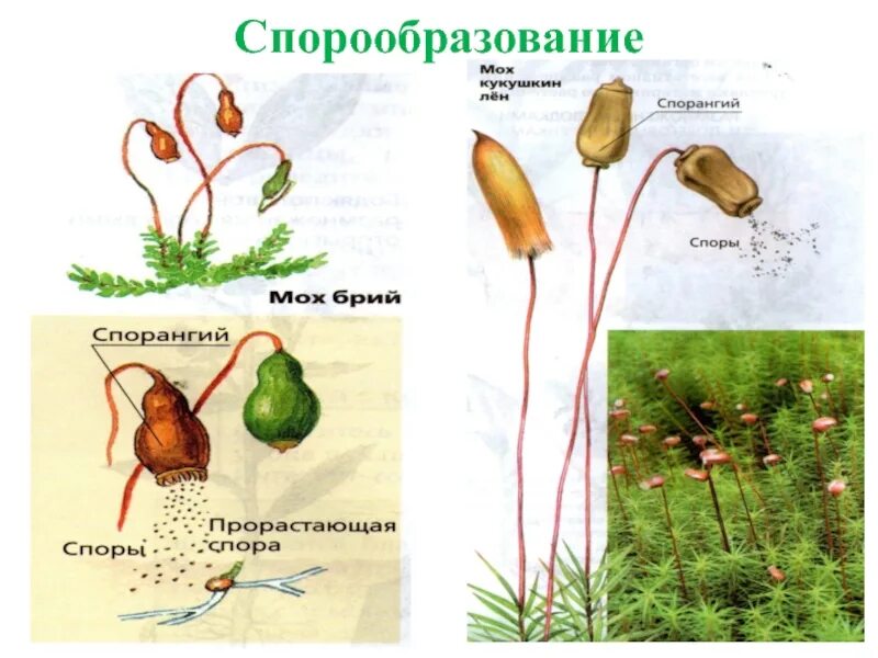 Споруляция размножение. Спорообразование. Спорообразование организмы. Спорообразование бесполое размножение.