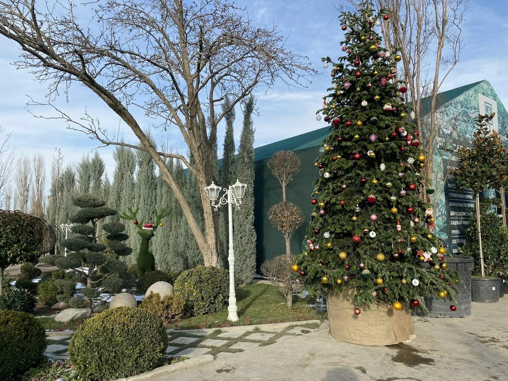 Через елки. Новогодняя елка. Через елки. Живая ель на новый год. Елка эстетика.