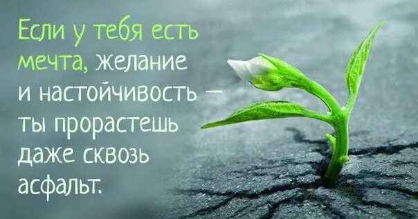 Песня была мечта и мир. Если у вас есть мечта желание и настойчивость. даже сквозь асфальт прорастают. цветы сквозь асфальт фразы. прорасти сквозь асфальт.