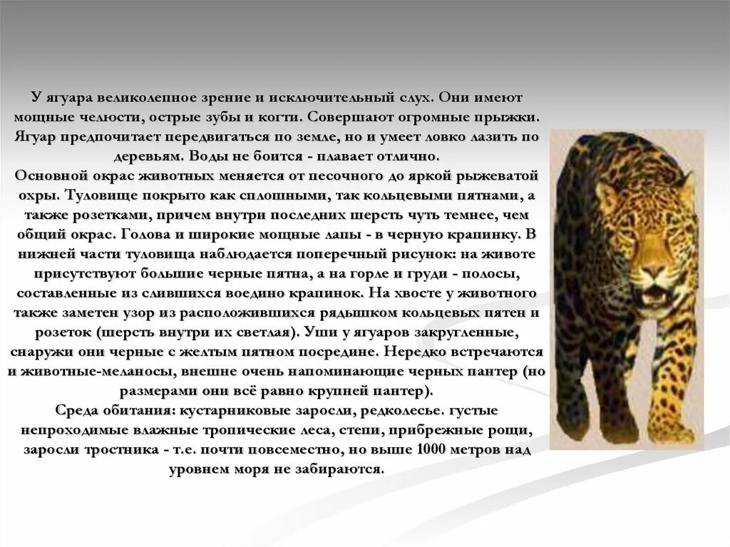 Ягуар описание животного. Ягуар животное доклад. Ягуар рассказ для 2 класса. Научно познавательная информация про ягуара.