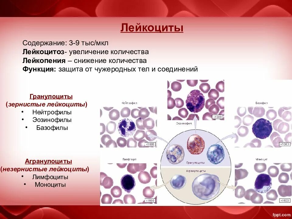 Агранулоциты лимфоциты моноциты. Гранулярные лейкоциты эозинофил. Лейкоциты нейтрофилы лимфоциты. Эозинофилы лейкоцитарная формула. 4 лейкоцитоз