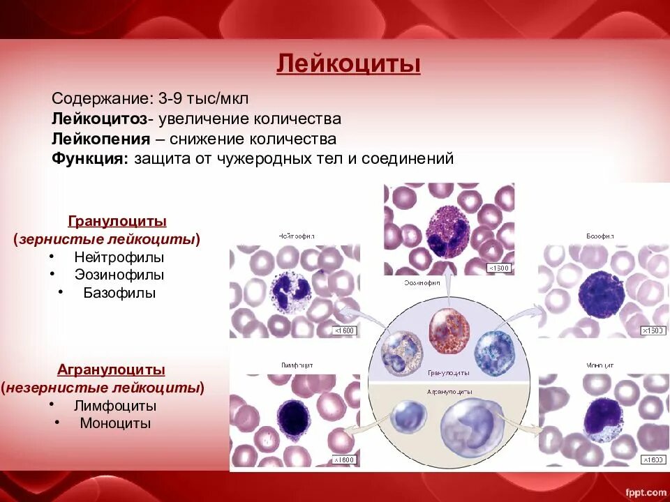 Снижение лейкоцитоза. Агранулоциты лимфоциты моноциты. Гранулярные лейкоциты эозинофил. Лейкоциты нейтрофилы лимфоциты. Эозинофилы лейкоцитарная формула.