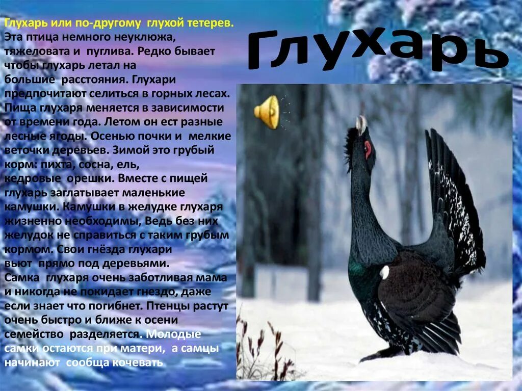 Тетерев и Глухарь. Глухарь глухой. Глухарь информация о птице. Глухарь зимует. Текст про глухаря