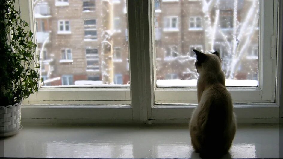 Год окну жизни. Кошка на подоконнике. Кошка на окне. Котик на подоконнике.