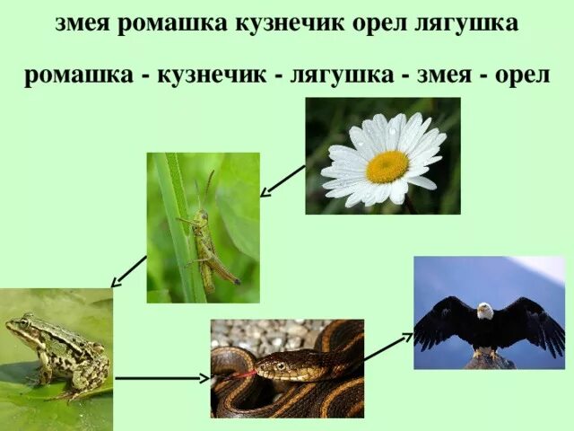 Растение кузнечик лягушка еж