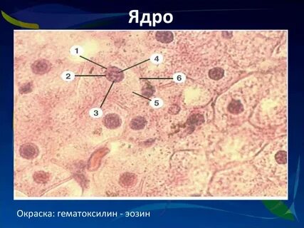 Ядро цитология