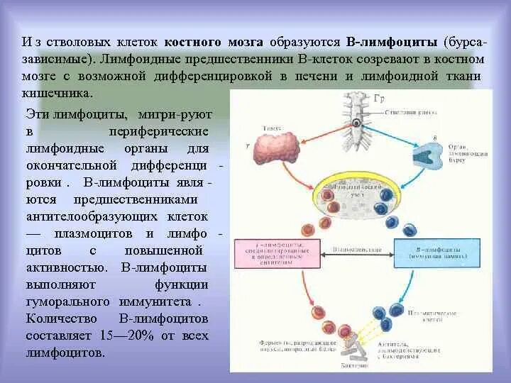 Стволовые клетки костного мозга. Стволовая клетка костного мозга. Дифференцировка стволовых клеток. Предшественники лимфоцитов. Т лимфоциты образуются в