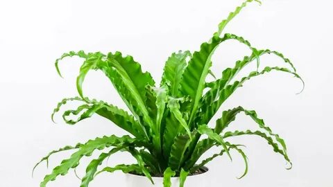 Low plants