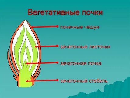 Почечные чешуи функция