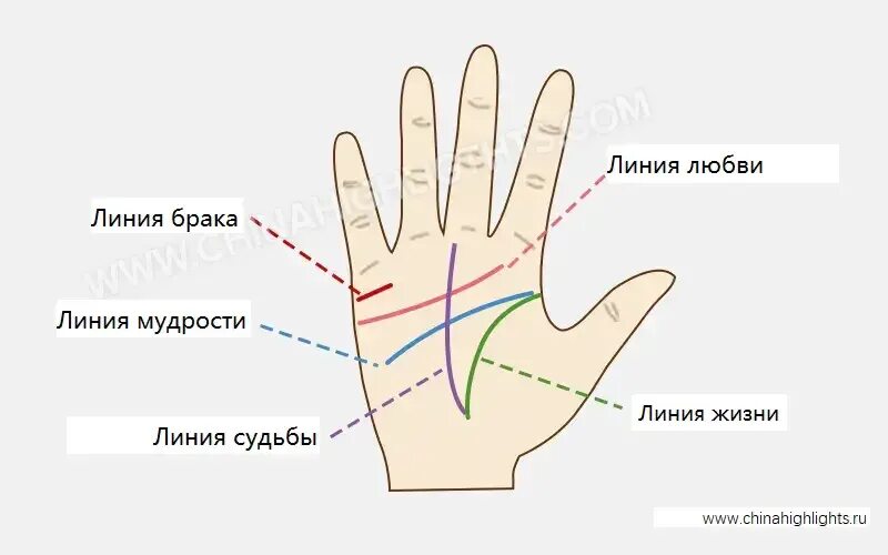 Хиромантия линия любви на руке. Линия жизни на ладони. Ладонь хиромантия. Линия жизни по руке. По линиям на руке можно