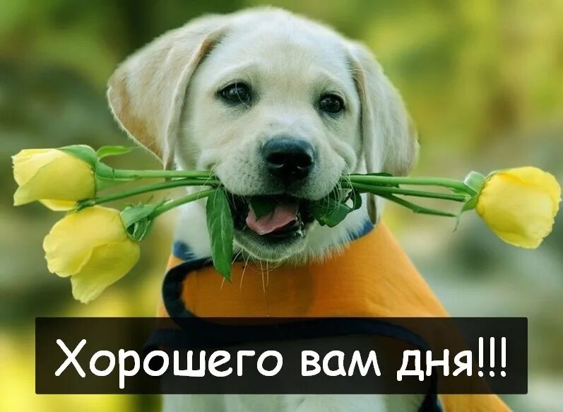 Щенок хорошего дня. День собак. хорошего дня с собаками. 26 августа день собак. международный день собак.