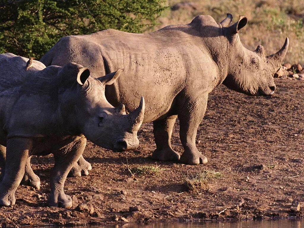 лев жираф и бегемот. бегемот носорог жираф. носорог в саванне. бегемот слон носорог крокодил ,лев. слон жираф носорог.
