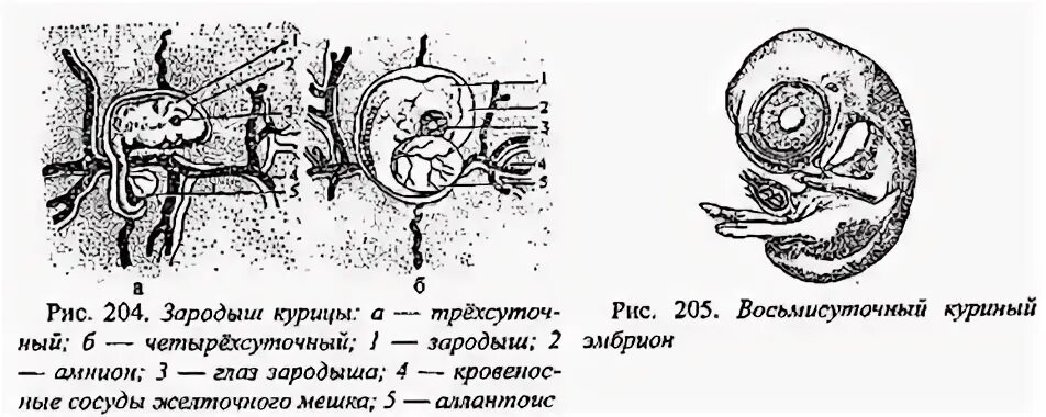 Развитие зародыша птицы курицы лабораторная работа