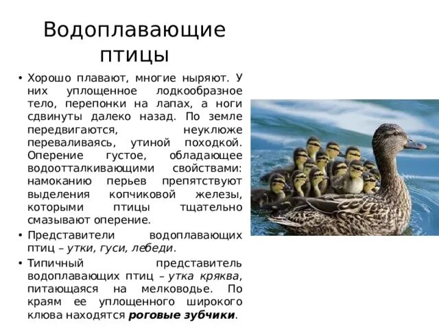 Местообитание водных птиц. Водоплавающие птицы и птицы околоводных пространств. Ареал обитания трясогузки. Водоплавающие птицы. Местообитание водных птиц.