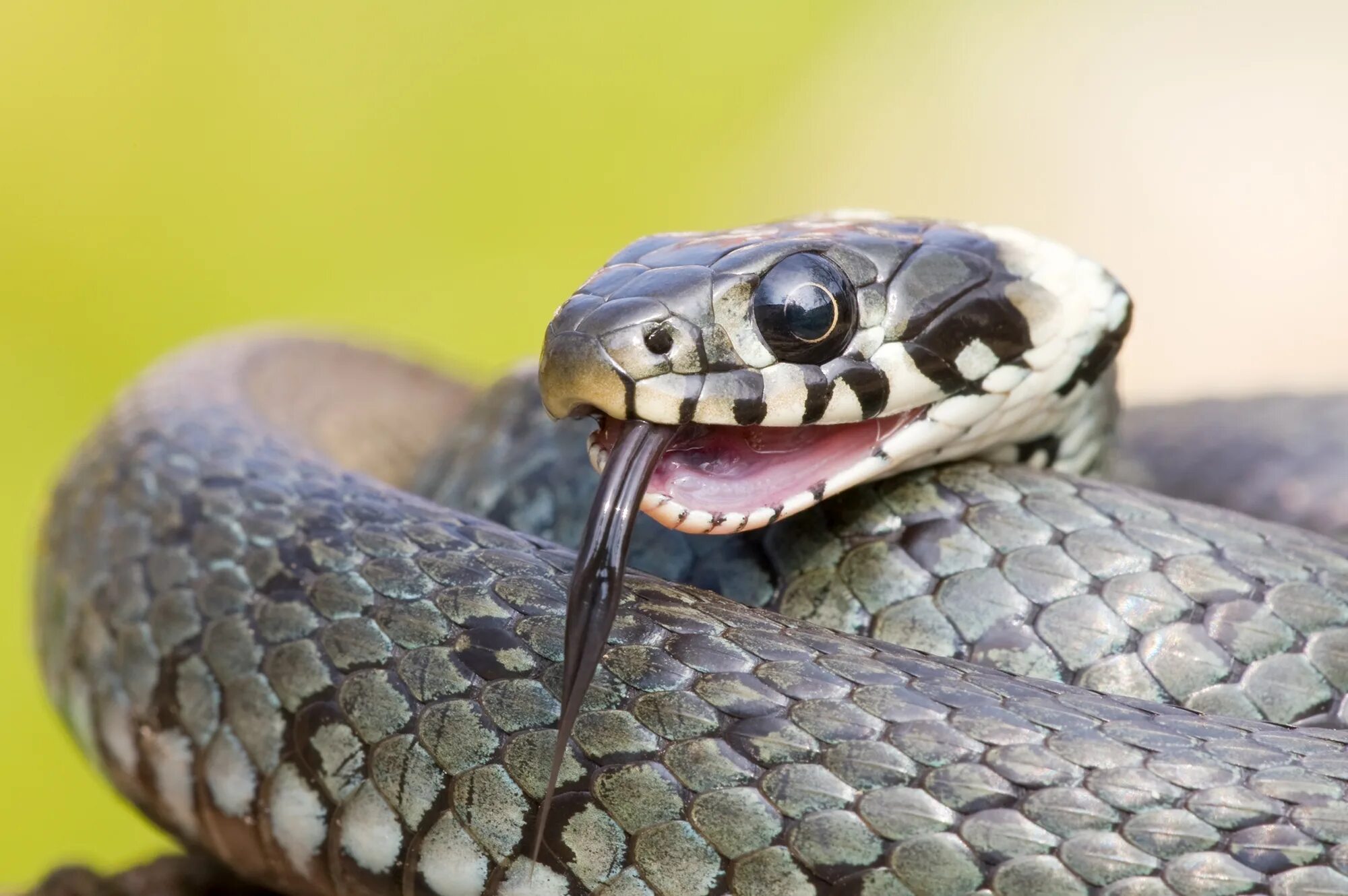 Grass snake. Змея ужик обыкновенный. Змея уж обыкновенный. Уж обыкновенный - змея неядовитая. Обыкновенный уж Ужеобразные.