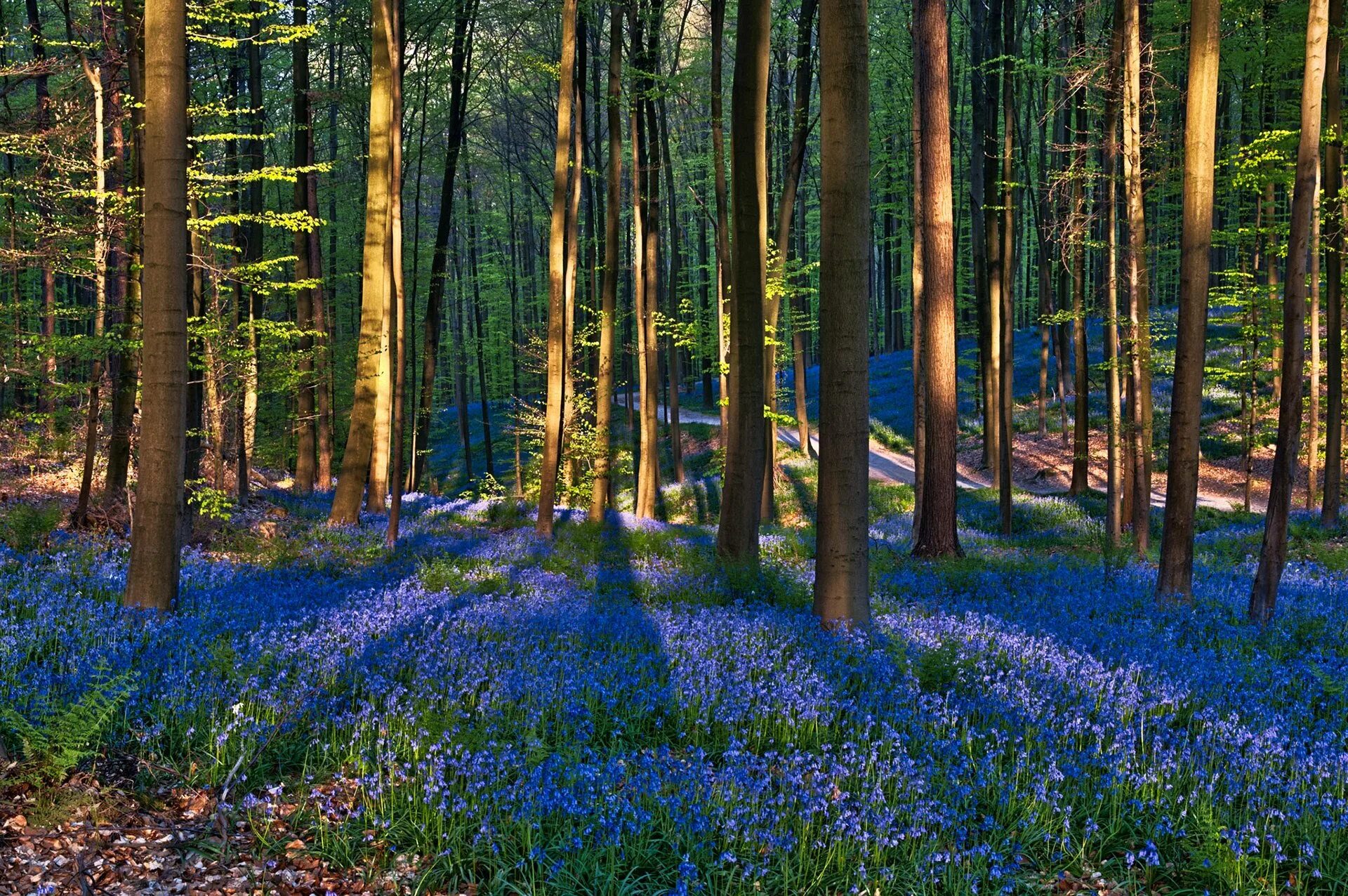 Весенний лес мс мох. Синий лес. Березы. Синяя роща. Березовая роща и незабудки.
