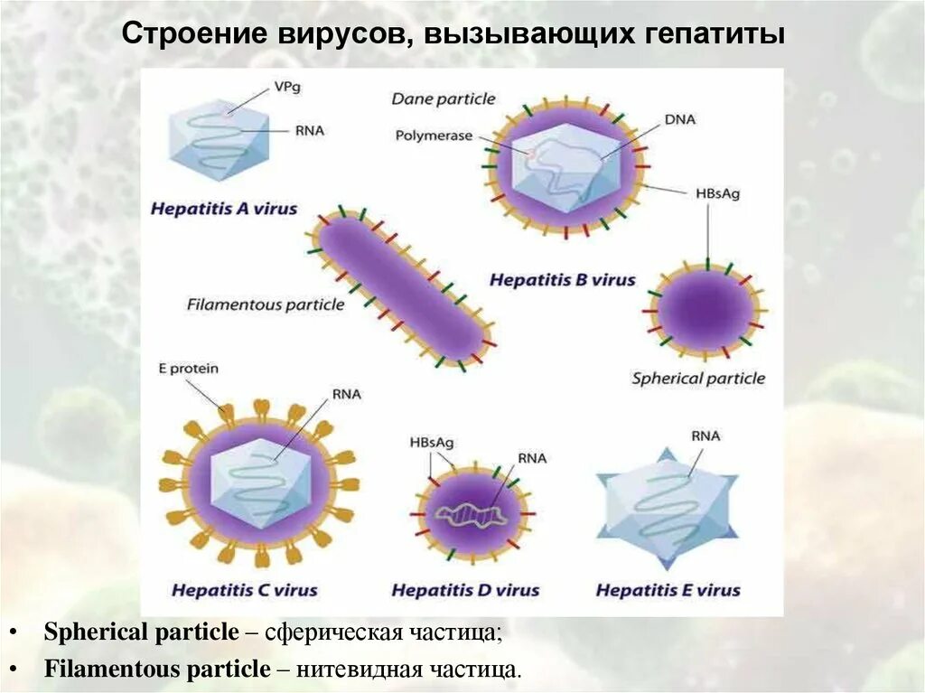 Формы вирусов. Сферическая форма вируса. Строение вируса. Строение вируса таблица. 3 строение вируса