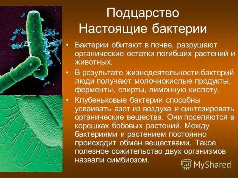 2 бактерии 1 8. Подцарство настоящие бактерии. Архебактерии настоящие бактерии и оксифотобактерии. Классификация бактерий архебактерии. Царство бактерии Подцарство настоящие бактерии.