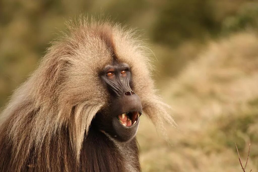 Я бабуин песня. Павианы гелады. Бабуин Гелада. Гелады Эфиопия. Гелада обезьяна.