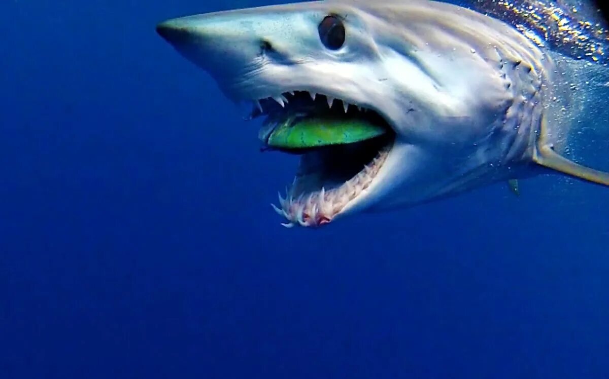 Акула мако опасна ли для человека. Акула мако. Серо голубая акула мако. Акула-мако (серо-голубая акула). Акула мако атака.