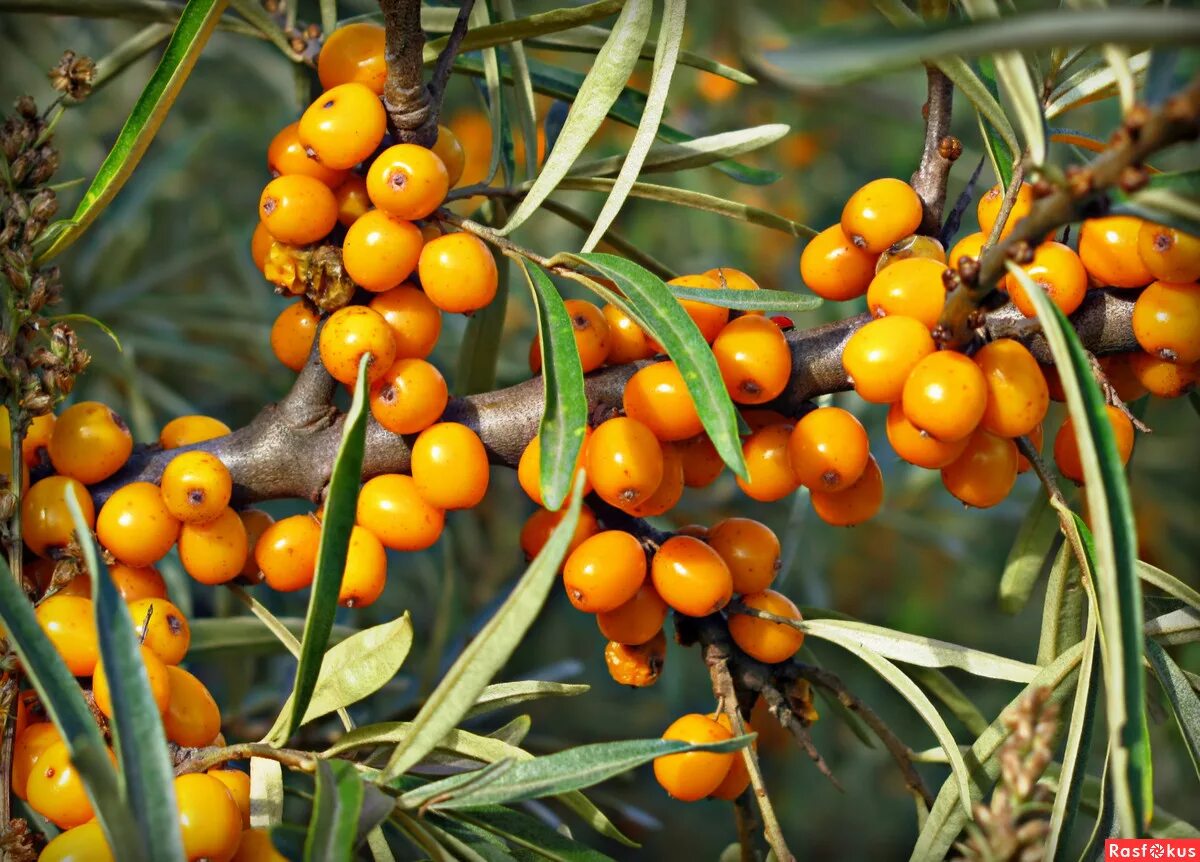шефердия куст. облепиха даурская. куст облепихи в огороде. облепиха крушиновидная лох узколистный. Elaeagnus umbellata растение.