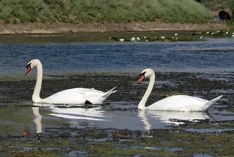 Bonnie Rotten барлық бейнелер онлайн