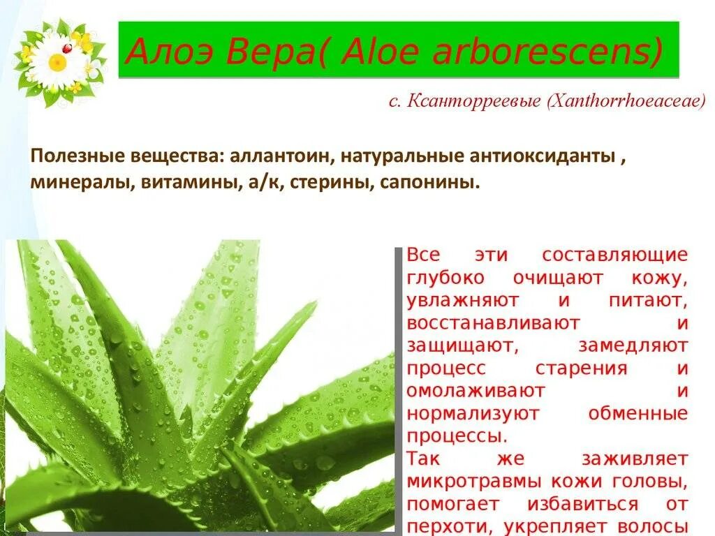 Aloe vera как пользоваться. Комнатное растение алоэ Родина растения.