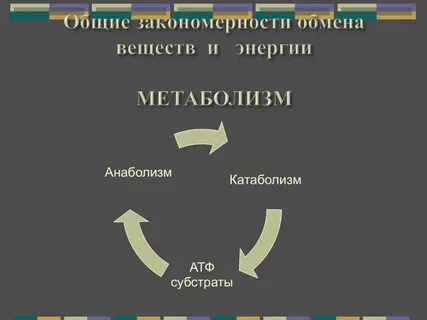 Общая характеристика обмена