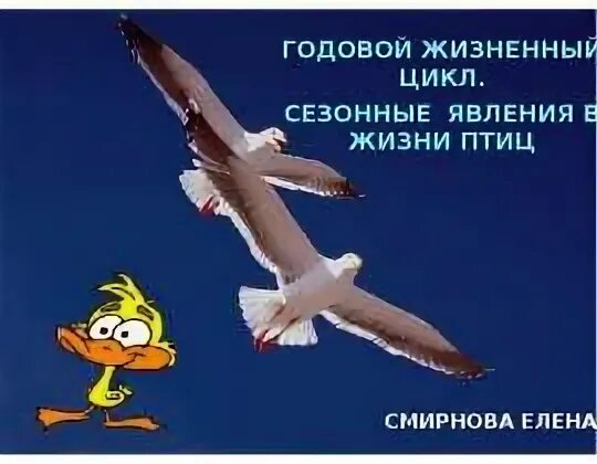 Годовой жизненный цикл птиц 7 класс. Сезонные явления в жизни птиц. Годовой цикл и сезонные явления в жизни птиц. Годовой жизненный цикл и сезонные явления в жизни птиц. Годовой жизненный цикл птиц.