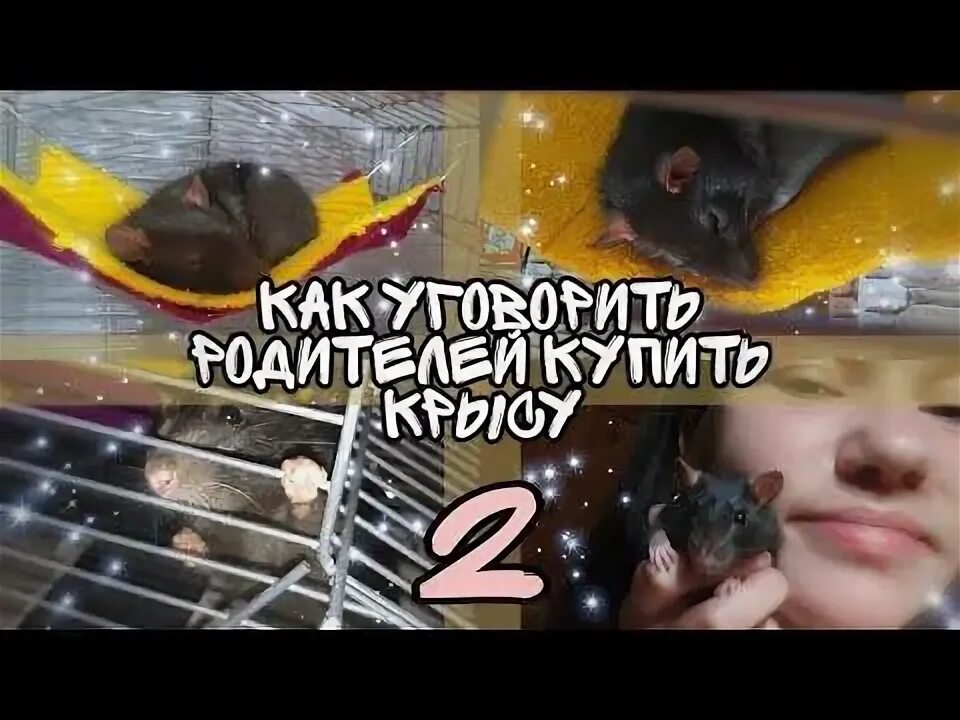 Как уговорить маму на собаку. Мама купи крысу. Как уговорить родителей купить крысу. Мама купи мне крысу. Как уговорить папу купить крысу.