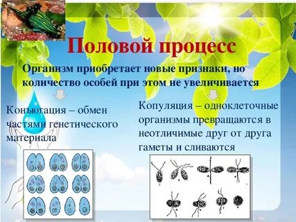 Копуляция примеры