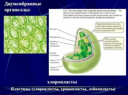 Органоид содержащий пигмент хлорофилл