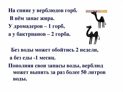 Музыка на горе стоял верблюд