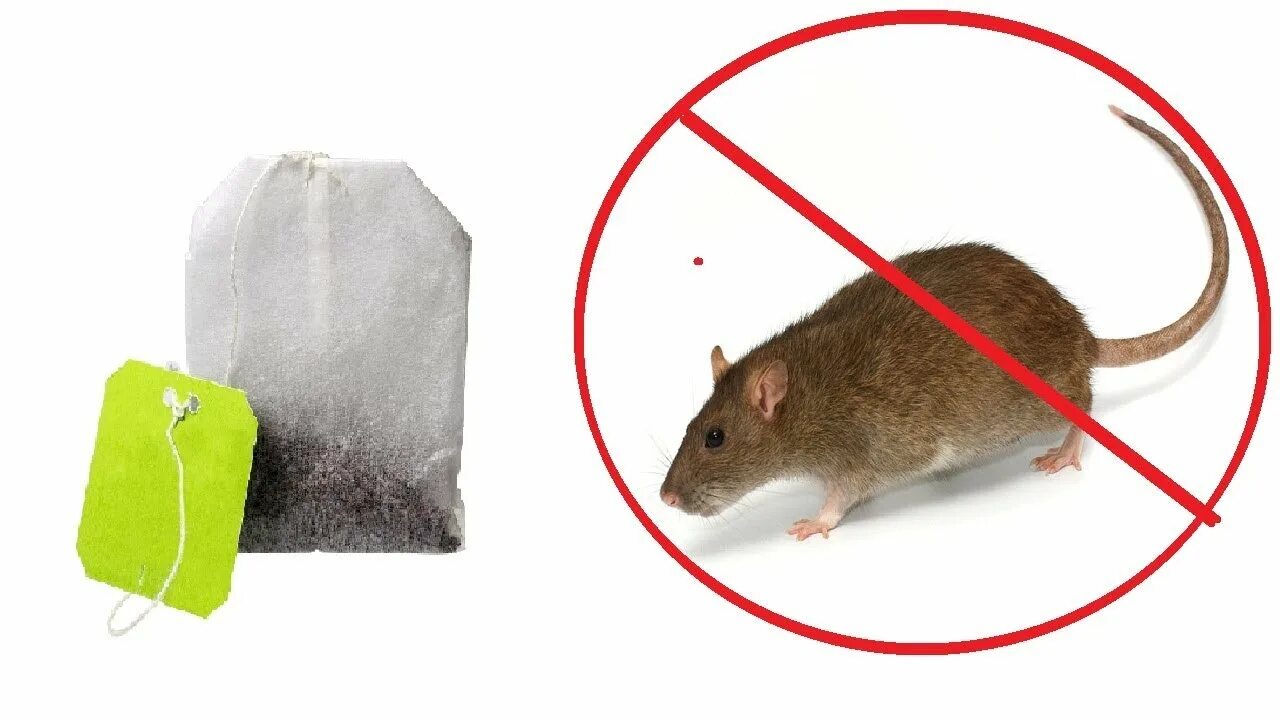 Как быстро избавиться от мышей. Rat with bag. get rid of. как избавиться от мышей в гараже. immobilization of rat.