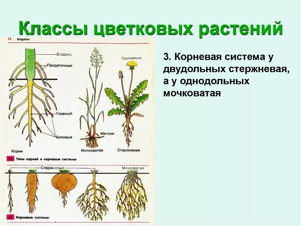 1 шт 3 растительное. Типы корневых систем у растений. Растения с стержневой корневой. Растения с мочковатой корневой системой.