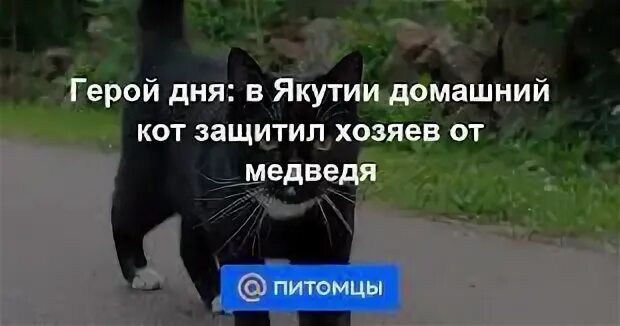 Кот защищает хозяина. Бесстрашие кот. бесстрашный кот.