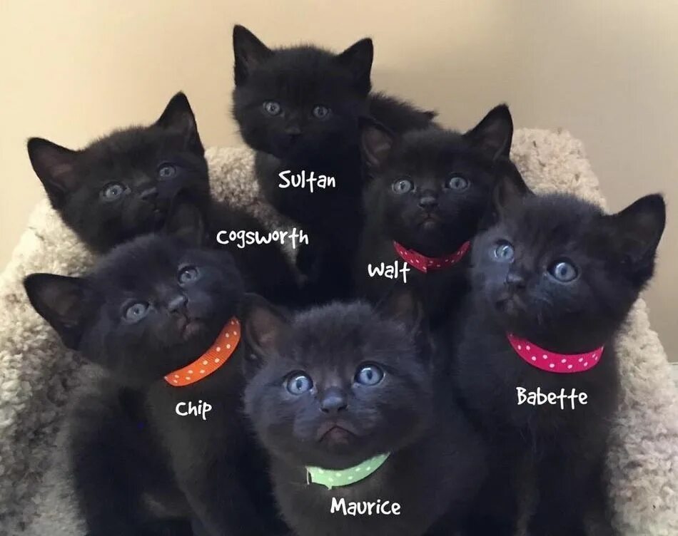 Шесть котят. Черные котята много. Черные котята несколько. Котята 6 штук.