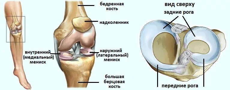 Передний рог коленного сустава. Медиальный мениск коленного сустава анатомия. Медиальное повреждения коленного сустава. Строение мениска задний Рог. Латеральный мениск коленного сустава разрыв.