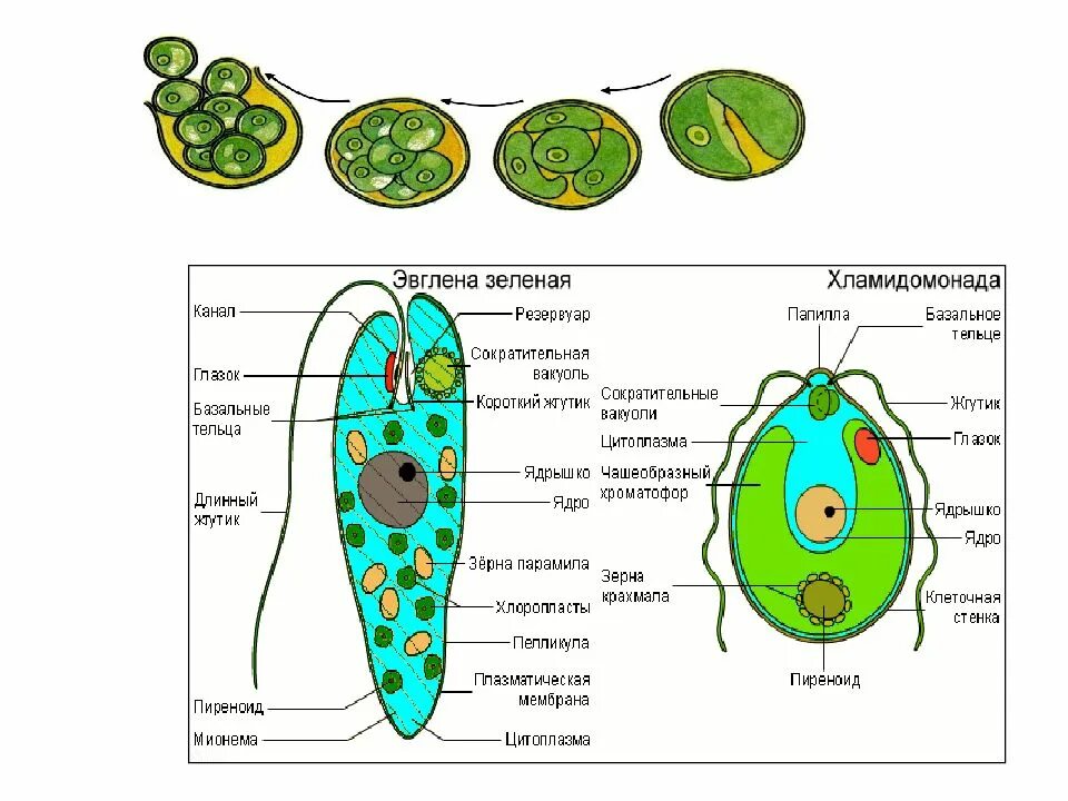 Органоиды водорослей. Зелёная эвглена хлоримонада. Хламидомонада и эвглена зеленая. Хламидомонады зелёная эвглена4. Эвглена и хламидомонада.