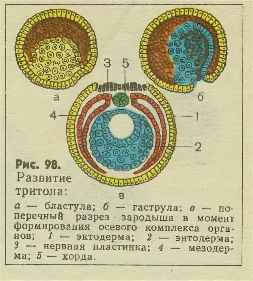 У представителей какого класса развитие зародыша