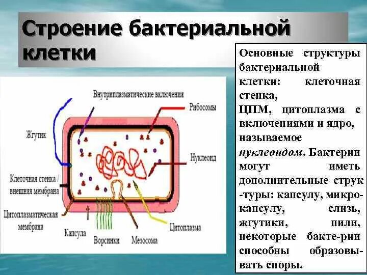 Какой основной компонент содержится в цитоплазме. Определить основные и дополнительные структуры бактериальной клетки. Перечислите основные структурные элементы бактериальной клетки. Структура бактериальной клетки нуклеоид. Строение и функции структур бактериальной клетки.