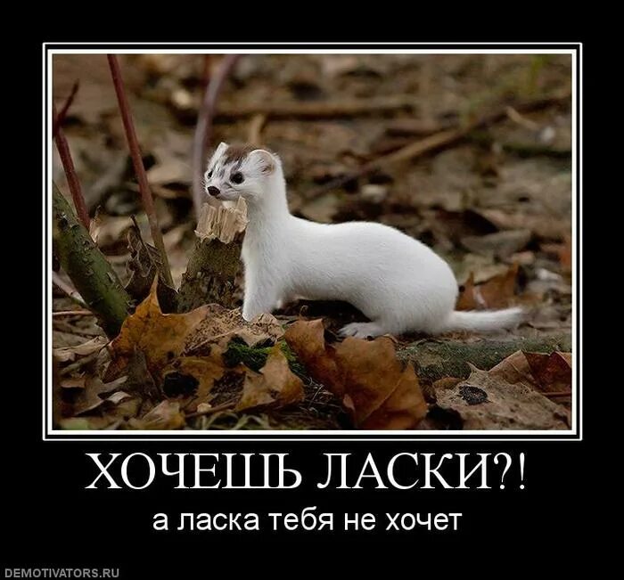 Ласка смешная. Ласка прикол. Ласка зверек приколы. Горностай. Готова дать любому