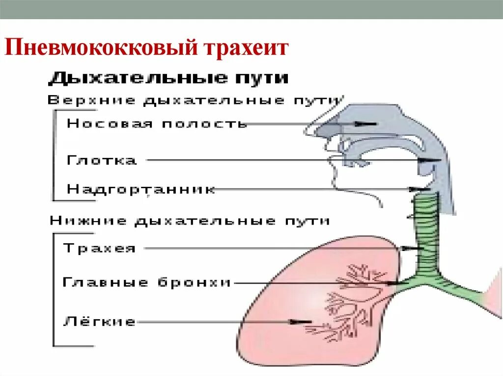 Русский пор на син трахеит мате. Презентация на тему трахеит.