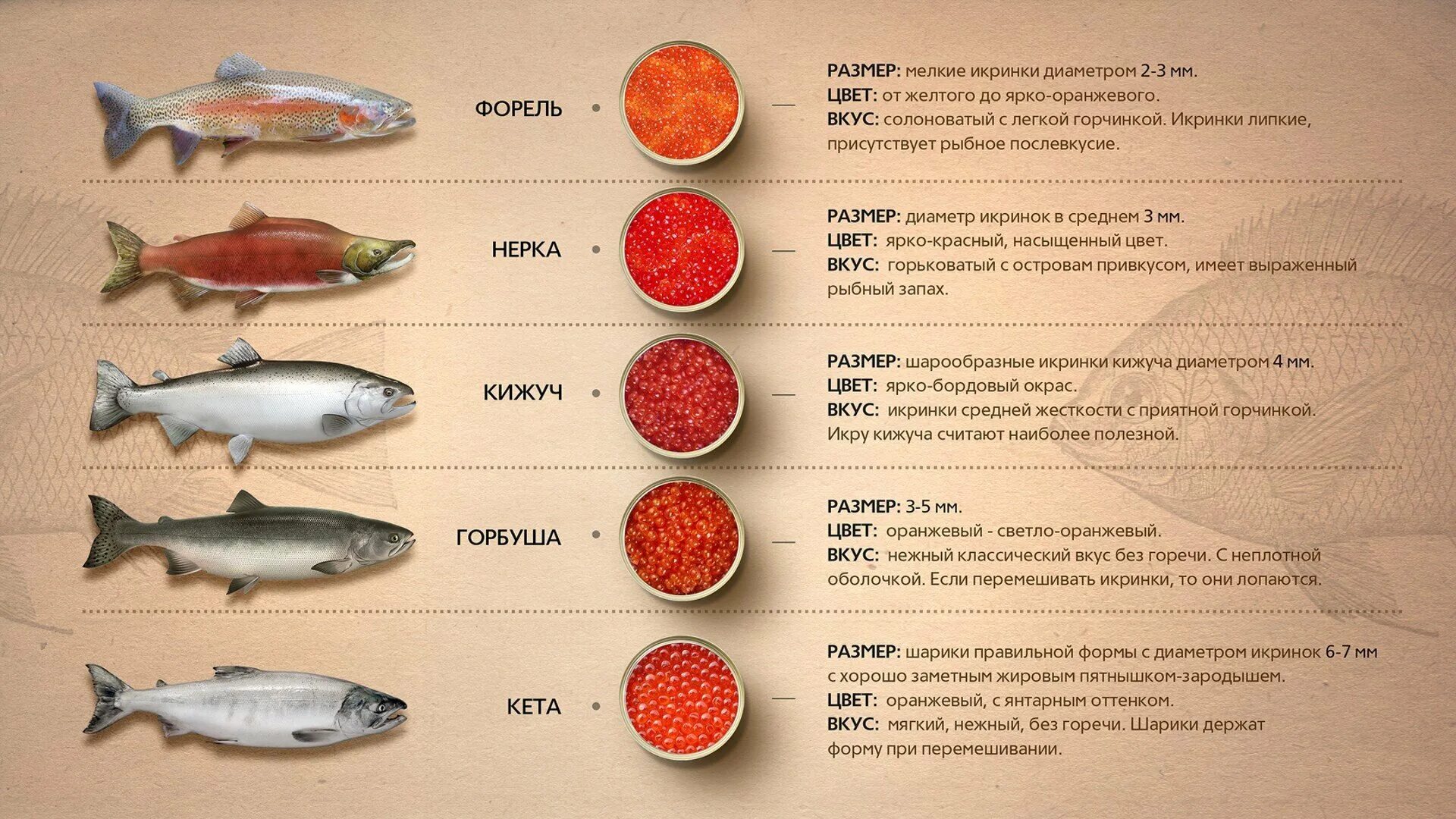 Польза и вред лососевых рыб. Рыбы семейства лососевых названия. Красная рыба виды названия. Размер икры лососевых рыб. Диаметр икринок лососевых рыб.