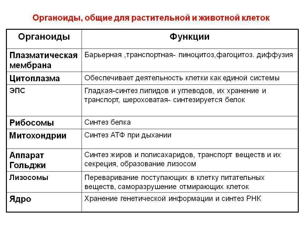 Состав и функции органоидов