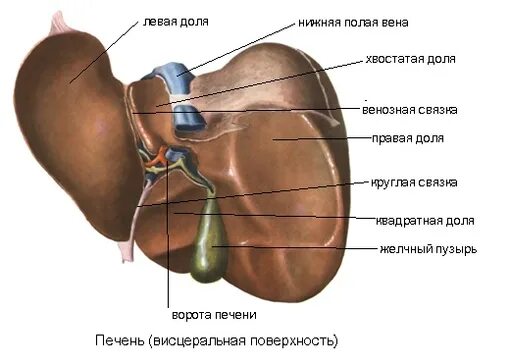 В ворота печени входят. Висцеральная поверхность печени Синельников. Строение печени диафрагмальная и висцеральная поверхность. Внешнее строение печени вид снизу висцеральная поверхность. Строение печени висцеральная поверхность поверхность.