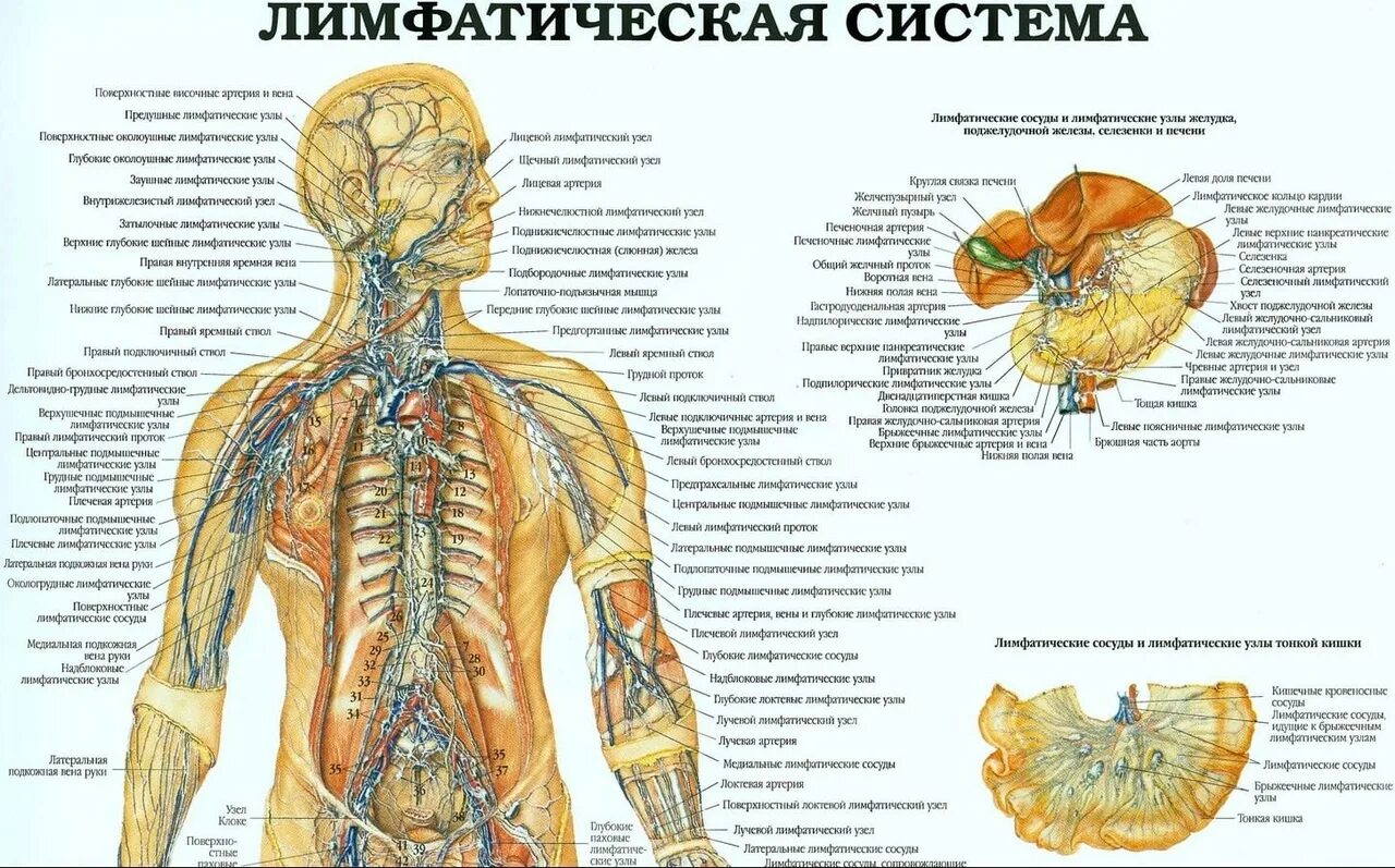 Лимфатическая система схема. Структура лимфатической системы схема. Схема строения лимфоидной системы человека. Схема лимфатической системы человека анатомия расположения. Лимфосистема схема