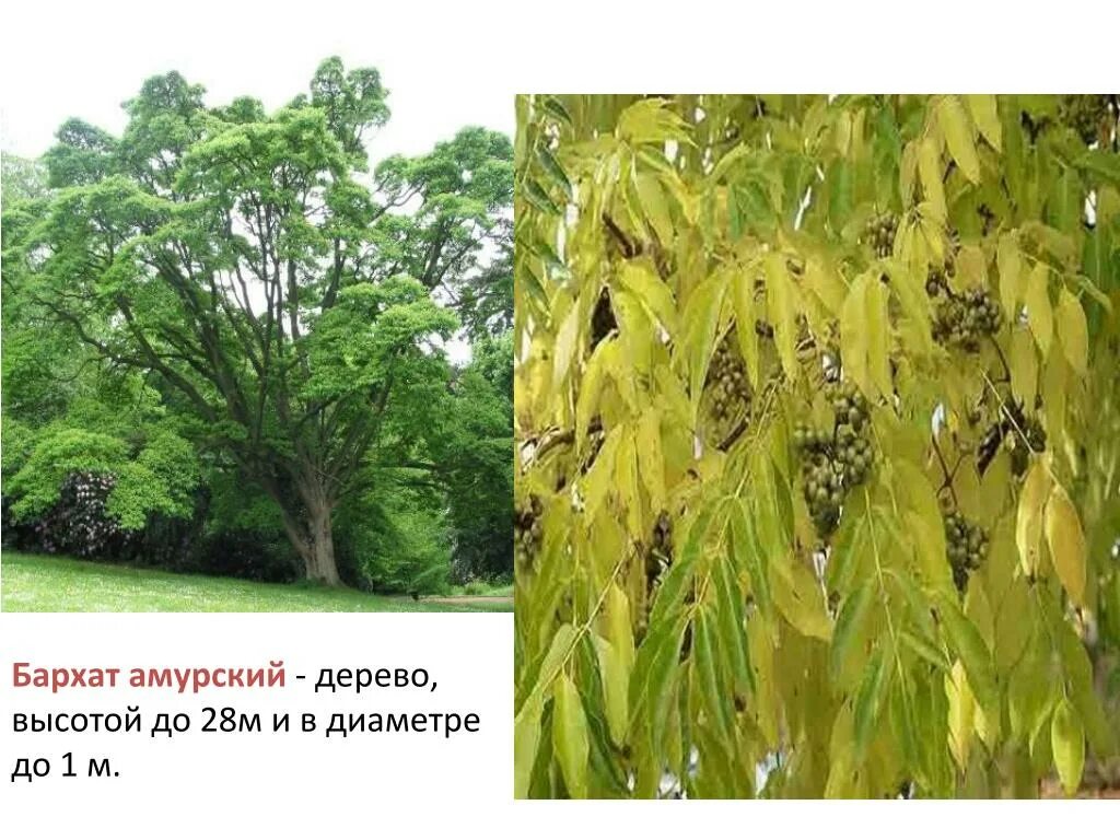 Где растет амурский. Бархат Амурский -Phellodendron amurense. Уссурийская Тайга Амурский бархат. Амурский бархат Дальний Восток. Бархат Дальневосточный дерево.