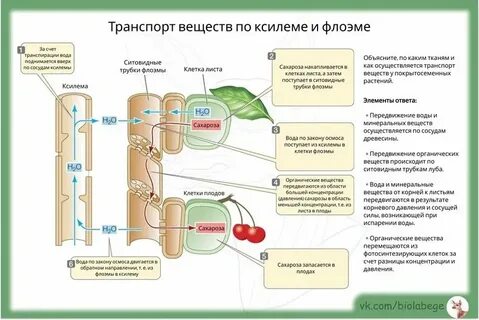 Транспорт веществ у простейших